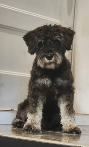 Rencontre privée avec éducateur canin à Brossard