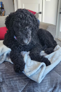 Chien en séance privée avec éducateur canin 