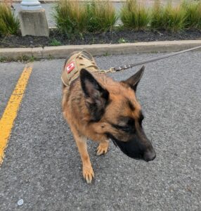 Rencontre privée avec éducateur canin pour chien réactif