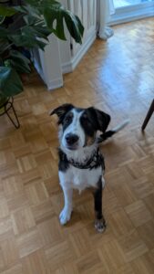 Accompagnement personnalisé en éducation canine à domicile