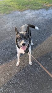 Séance privée d’éducation canine à La Prairie