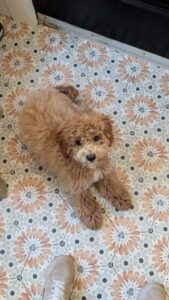 Rencontre privée avec éducateur canin à Brossard