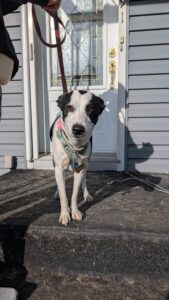 Rencontre privée avec éducateur canin à Brossard