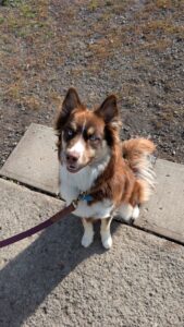 Intervention canine personnalisée en renforcement positif