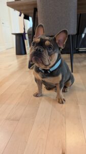 Intervention canine personnalisée en renforcement positif